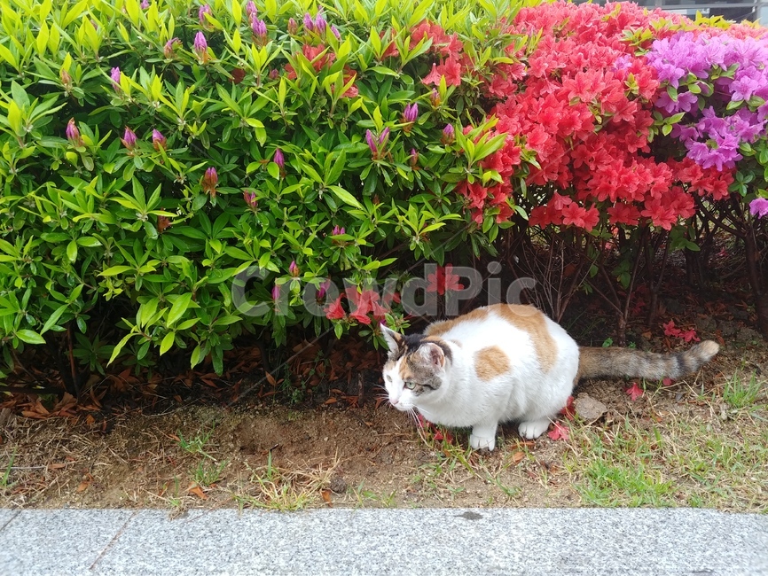 고양이,cat,길고양이,일상,꽃