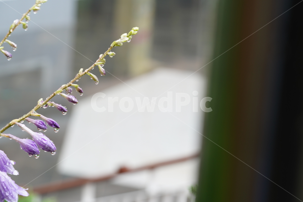 물방울,물,water,생명,생물,식물,plant,식물,자연,plants,nature