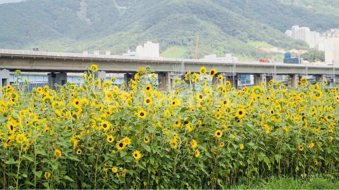 해바라기,꽃,식물,플라워,늦여름,sunflower,flower,자연,풍경,nature,landscape,식물,plants,꽃,flower,plant