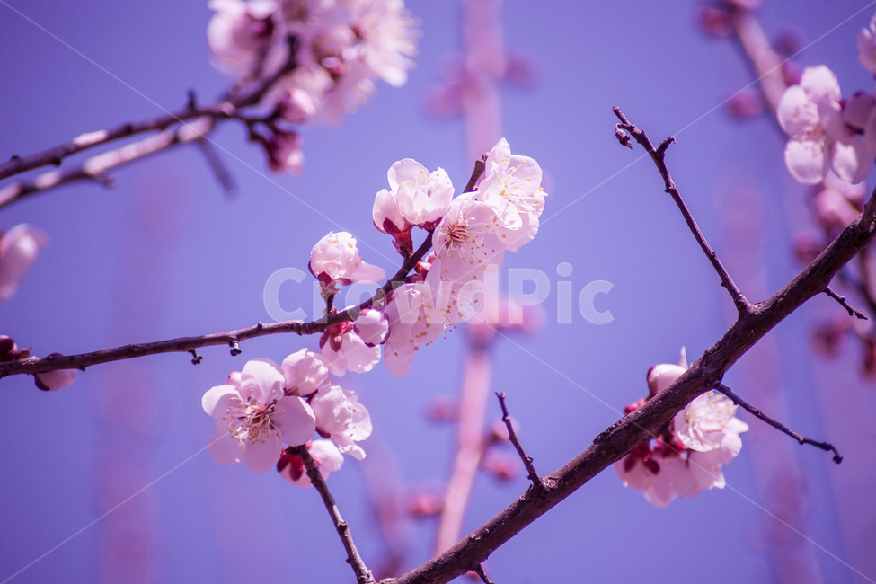 벚꽃,나무,봄,벚꽃구경,꽃,자연,flower,flowers,식물