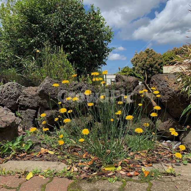 민들레,노란색,꽃,자연,돌담,제주도,제주,flower,식물,자연,plants,nature,꽃,flower