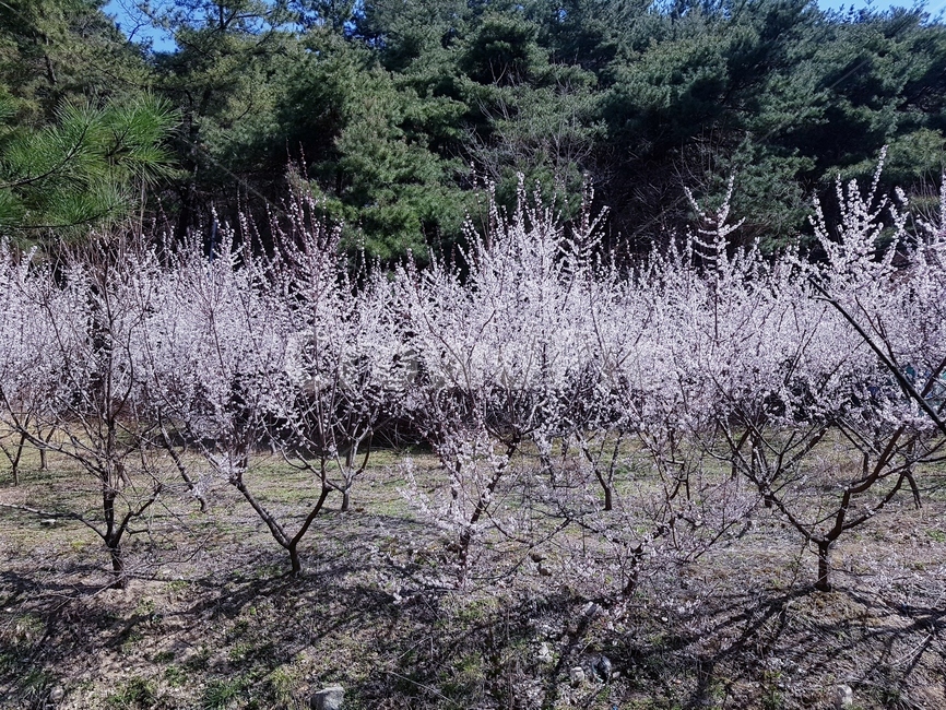 나무,산책로,소나무,꽃나무,하늘,나무길,기울어짐,농원,잔디길,돌길,봄,햇살,고요함,봄,계절,spring,season,자연,풍경,nature,landscape,outdoors,옥외,plant,식물,tree,ice,빙