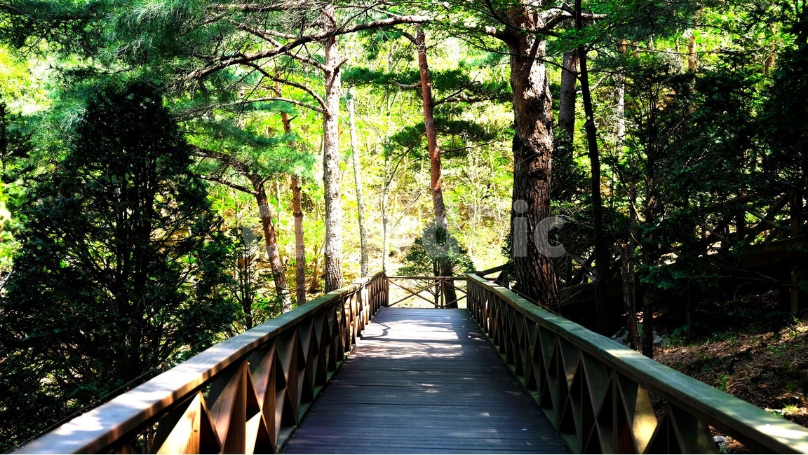 산책로,나무,자연,수목원,나무데크,식물,자연,plants,nature,나무,trees,wood