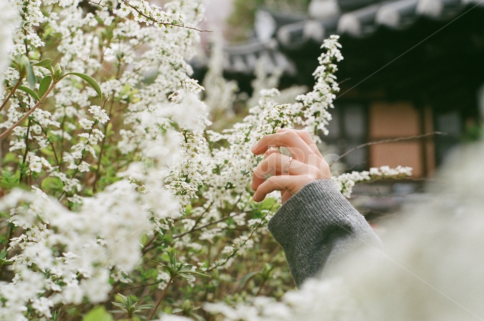꽃,들꽃,흰꽃,손,flower,봄,봄꽃,hand