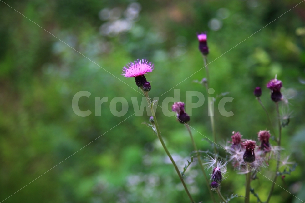 담양,엉겅퀴,여름꽃,담양죽화경,보라색꽃,식물,식물,자연,plants,nature,꽃,flower