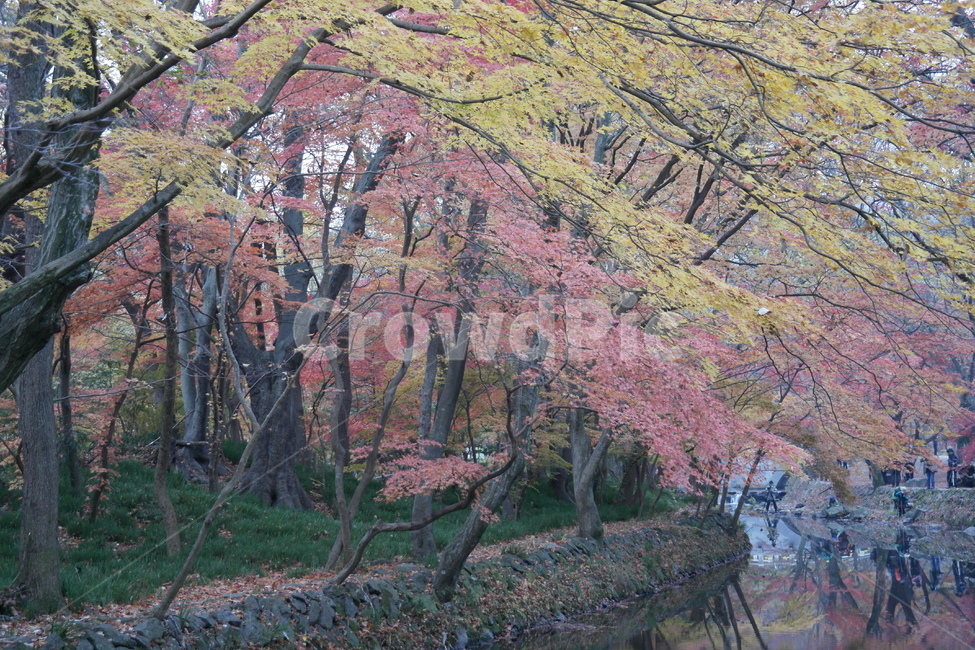 가을,단풍,선운사계곡,도솔천,풍경,가을,계절,fall,autumn,season,자연,풍경,nature,landscape,plant,식물,tree,나무