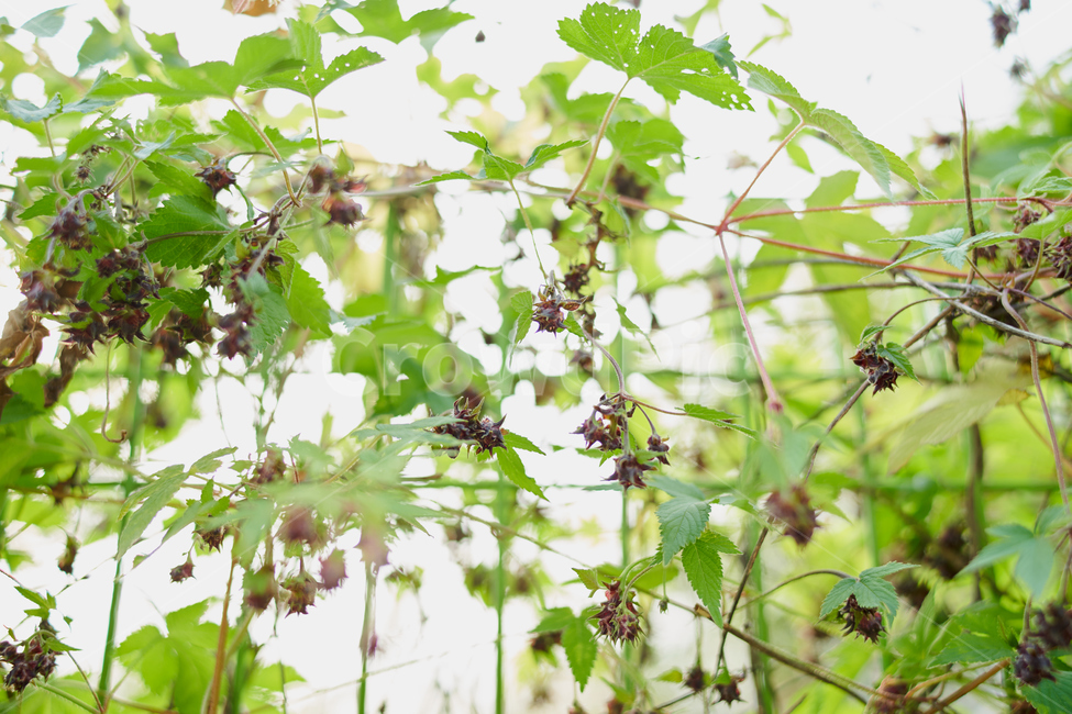 나무,빛,green,색깔,배경,background,넝쿨,식물,자연,plants,nature