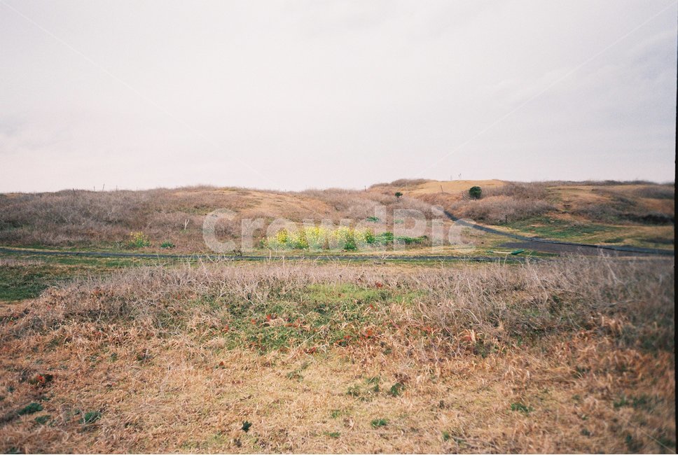 field,들,outdoors,옥외,grassland,자연,nature,목초지,제주도