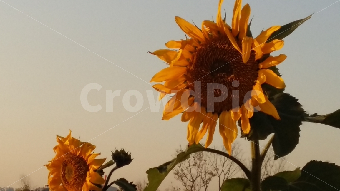꽃,해바라기,가을,겨울,하늘,식물,자연,plants,nature,꽃,flower