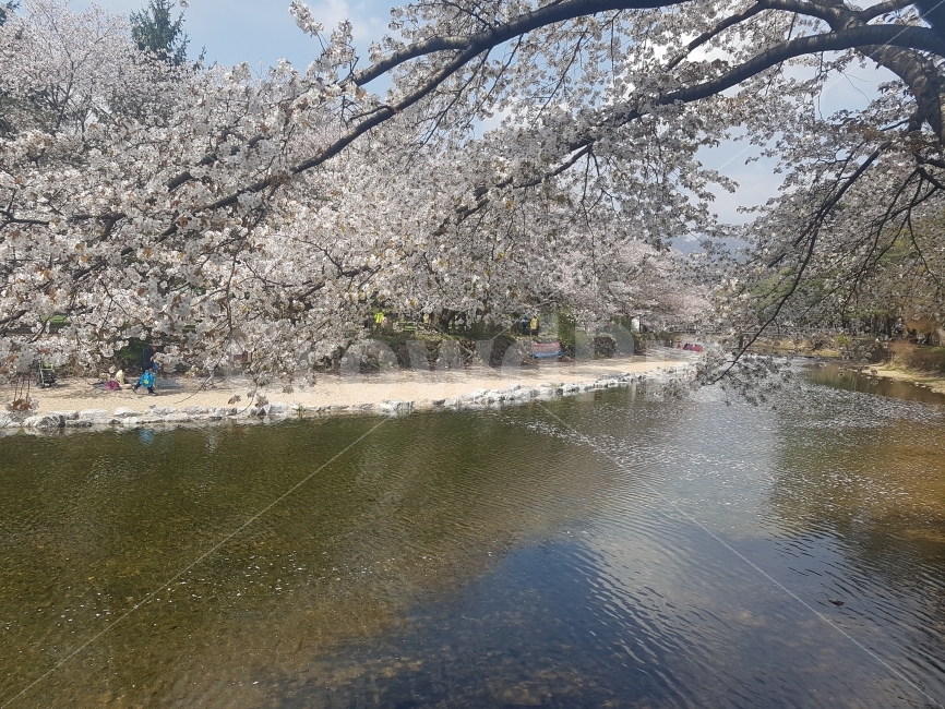 속리사,법주사,속리산법주사,벚꽃,꽃,자연,풍경,nature,landscape,봄,계절,spring,season,plant,식물