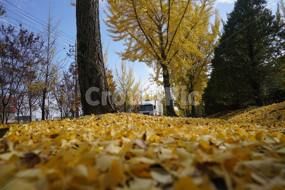 은행나무,은행나무길,은행잎,낙엽,tree,나무,plant,식물,treetrunk,나무줄기,가을,계절,fall,autumn,season,식물,자연,plants,nature,나무,trees,wood