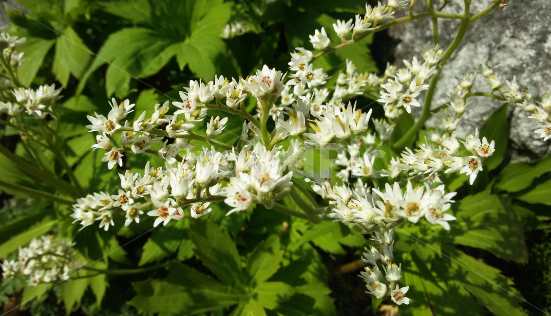 꽃,식물,자연,봄,들꽃,식물,자연,plants,nature,꽃,flower