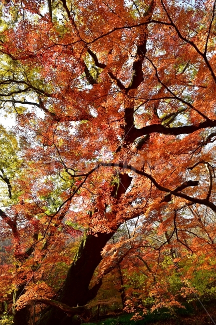 선운산,선운사,도솔천,가을,풍경,단풍,자연,탐방,파란하늘,가을색,오색,울긋불긋,알록달록,그림같은,칼라풀,뷰티플,아름다운,힐링,감성,정취,산세,명산,100대명산,nature,산,등산,트레킹,풍경사진,비경,경치,가을사진,가을색채,가을의정취,맑음,청명,사진,가을,계절,fall,autumn,season,식물,자연,plants,nature,나무,trees,wood,tree,plant,maple