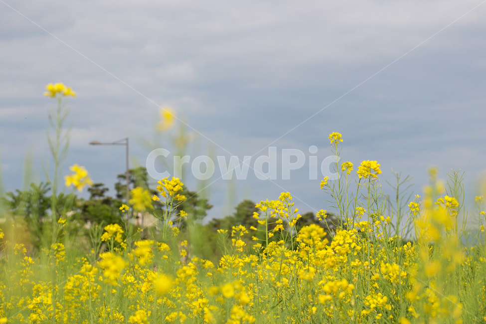 유채,유채꽃,봄꽃,꽃,노란꽃,풍경,자연,nature,식물,자연,plants,nature,꽃,flower