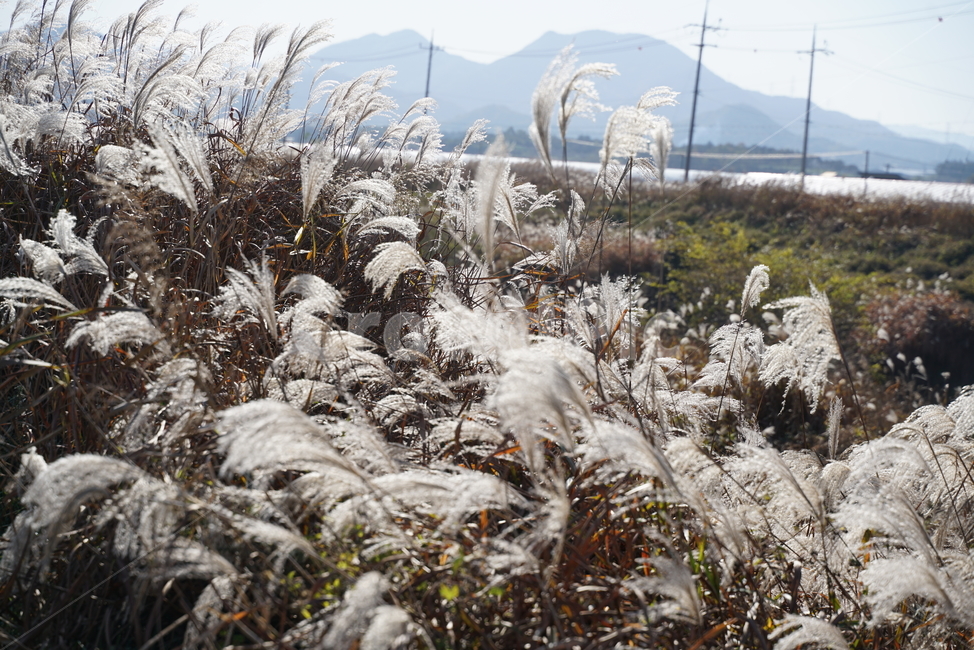 억새,억새풀,볏과식물,벼목,뿌리줄기,eulalia,plant,식물