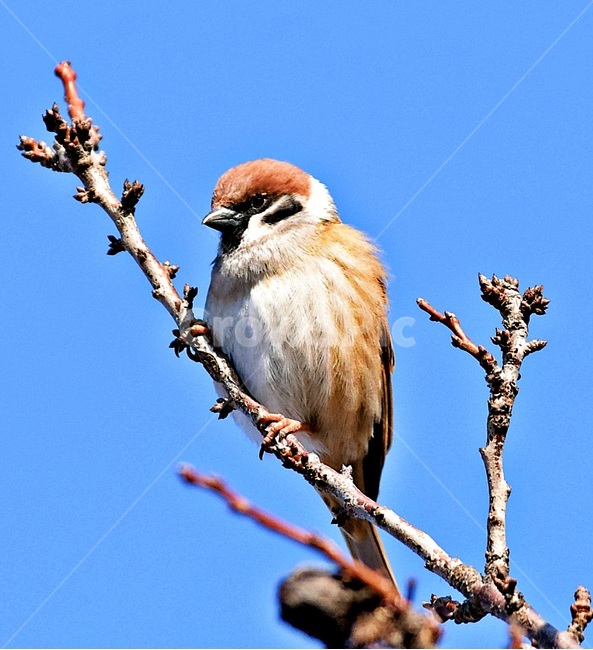 animal,동물,bird,새,참새,동물,animal,조류,새,birds