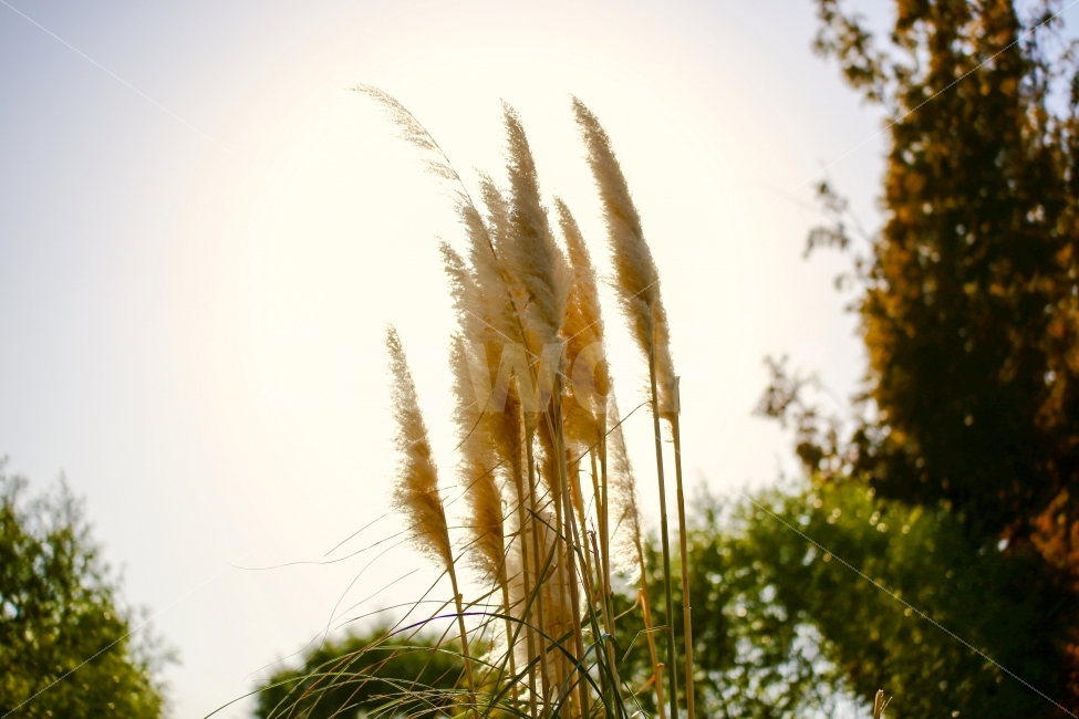 갈대,억새,가을,햇빛,실루엣,가을,계절,fall,autumn,season,식물,자연,plants,nature,감성,sensible,feeling,grass,잔디,plant,lawn