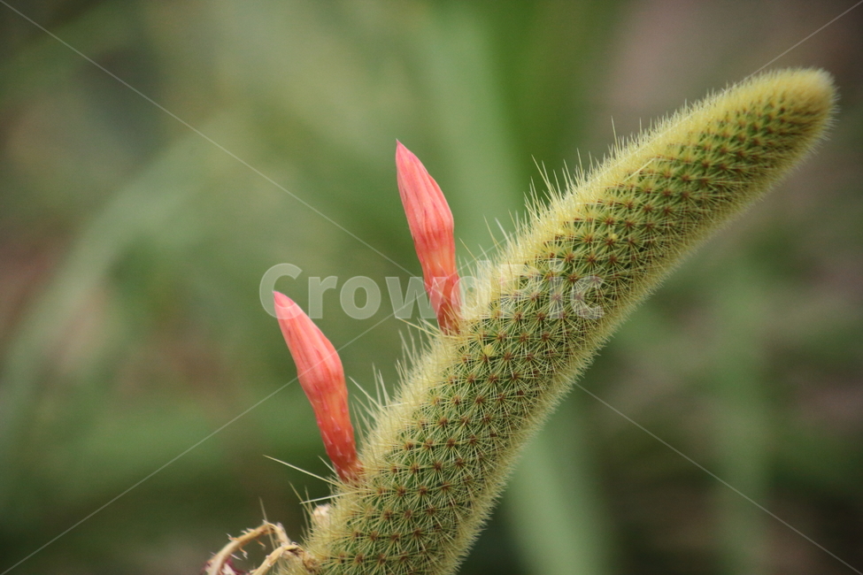 꽃,여우꼬리선인장,선인장,온실,cactus