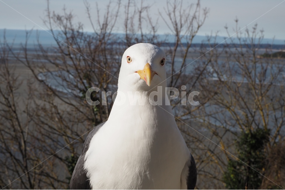 갈매기,새,야생동물,갈매기얼굴,새고화질,동물,animal,조류,새,birds