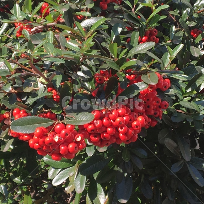 plant,식물,fruit,과일,음식,food,red,빨강,열매,berry,나무,tree,과실,果実,実,ベリー,꽃,花,はな,식물,자연,plants,nature