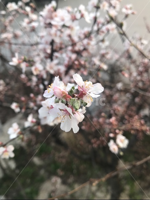 plant,식물,cherryblossom,벚꽃,blossom,꽃,flower,봄,식물,자연,plants,nature,꽃,flower