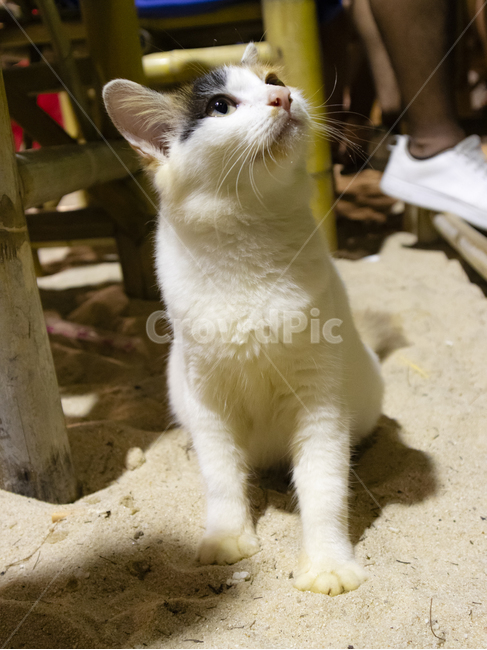 고양이,길고양이,햇살,따뜻함,해변,해변고양이,흰고양이,냥이,감성,여름,cat,straycat,파라다이스,자연