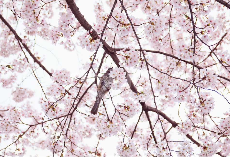 벚꽃,봄,봄꽃,꽃,아름다운,식물,체리블라썸,사쿠라,꽃잎,나무,나뭇가지,벚나무,분홍색,핑크,개화,만개,벚꽃축제,봄,계절,spring,season,식물,자연,plants,nature,꽃,flower,동물,animal,조류,새,birds,plant,cherry blossom,blossom