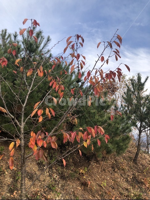 나무,leaf,잎,나뭇잎,식물,tree,plant,가을,가을,계절,fall,autumn,season,식물,자연,plants,nature,나무,trees,wood