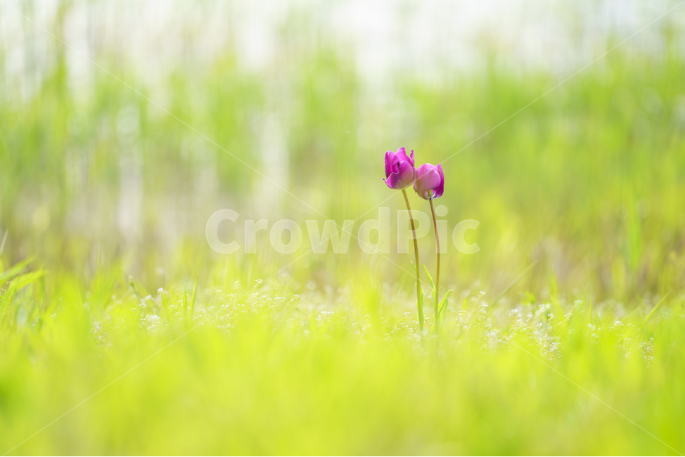자연,풍경,봄,꽃,감성,봄,계절,spring,season,식물,자연,plants,nature,꽃,flower,감성,sensible,feeling,blossom,geranium,제라늄,plant
