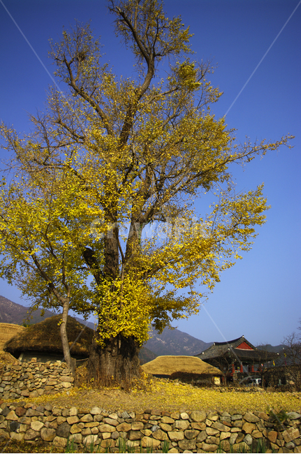 초가지붕,전통가옥,한국,풍경,은행나무,초가집,가을,계절,fall,autumn,season,자연,풍경,nature,landscape,한국자연풍경,한국자연경관,korea nature landscape,tree,나무,plant,식물,tree trunk,나무 줄기