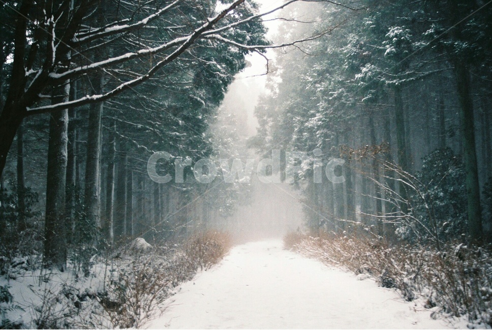 숲,풍경,겨울풍경,제주도,제주,필름,필름사진,눈,함박눈,겨울숲,자연,nature,겨울,계절,winter,season,자연,풍경,nature,landscape