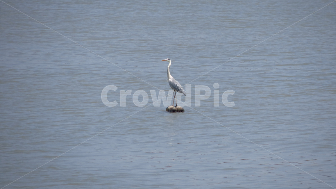 왜가리,창로,heron,grayheron,ardeacinerea,bird,nature,자연,새,조류