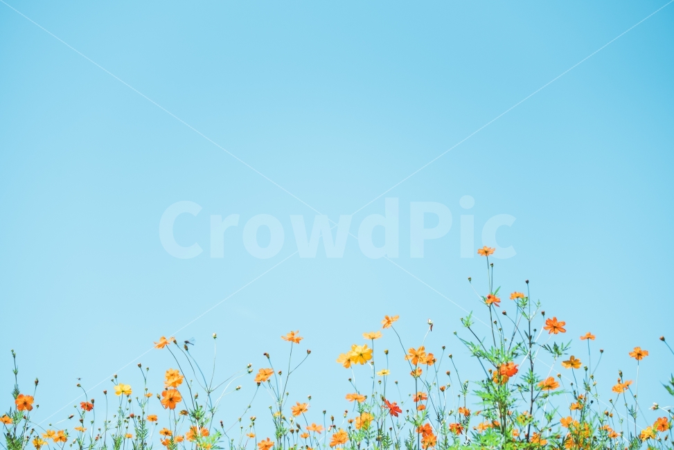 sky,blue,yellow,yellow cosmos,autumn,Cosmos,sulfuration,Sky of Autumn,flower