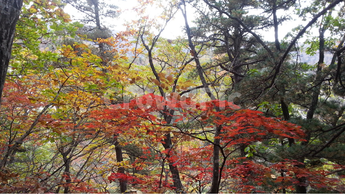 설악산,단풍,가을,오색,수렴동계곡,가을,계절,fall,autumn,season,식물,자연,plants,nature,나무,trees,wood,tree,plant,leaf,잎,maple