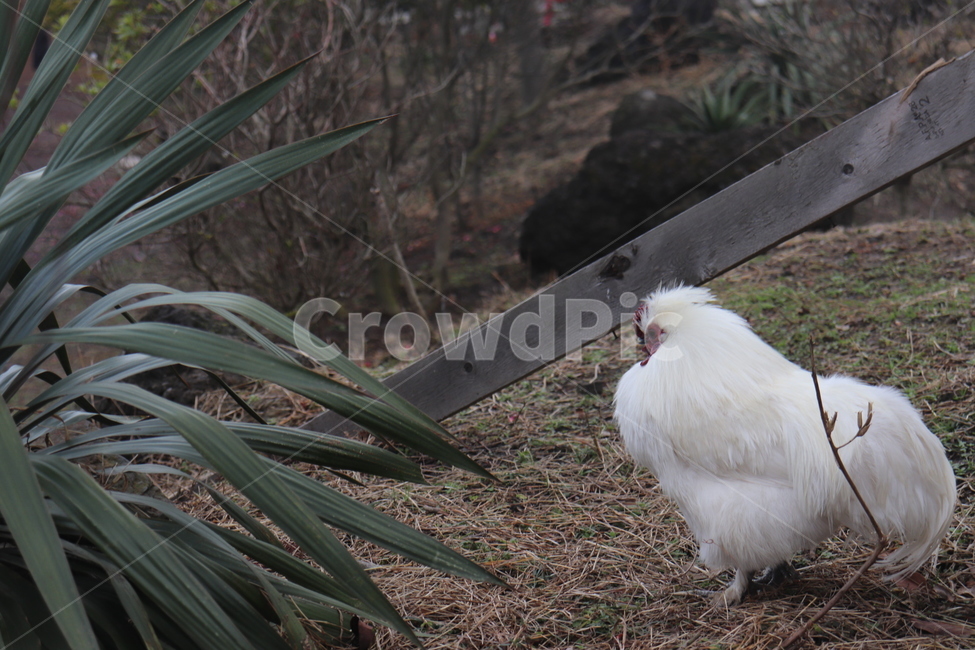 닭,흰닭,새,chicken,가금류,동물,animal,poultry