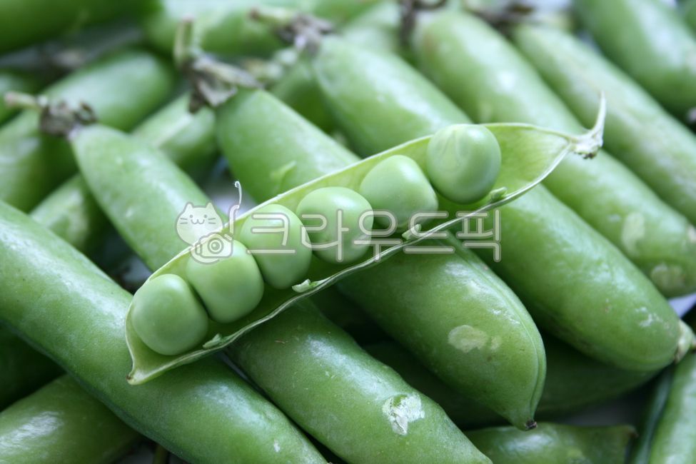 pea, 완두콩, 채소, vegetable, 콩, 사진,이미지,일러스트,캘리그라피 - YOGI ITZY작가
