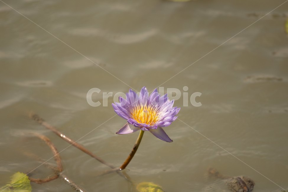자연,꽃,연꽃,수련,빅토리아,식물,자연,plants,nature,꽃,flower