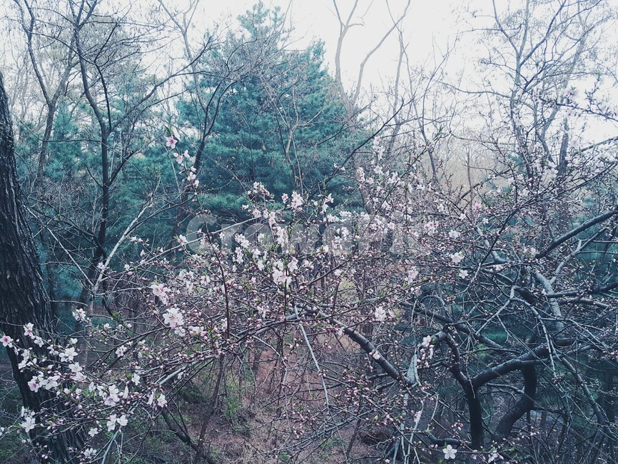 산,숲,산책,나무,벚꽃,꽃,자연,동네,낮,풍경,자연,풍경,nature,landscape,outdoors,옥외