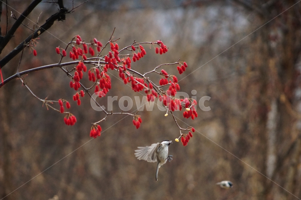 박새,산수유,자연,철새,겨울,식물,자연,plants,nature,동물,animal,조류,새,birds,과일,열매,fruit