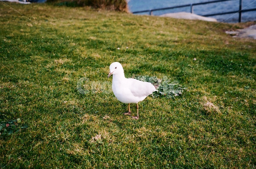 새,자연,동물,잔디,필름사진,필름,갈매기,하얀,초록,bird,seagull,white,filmphotography