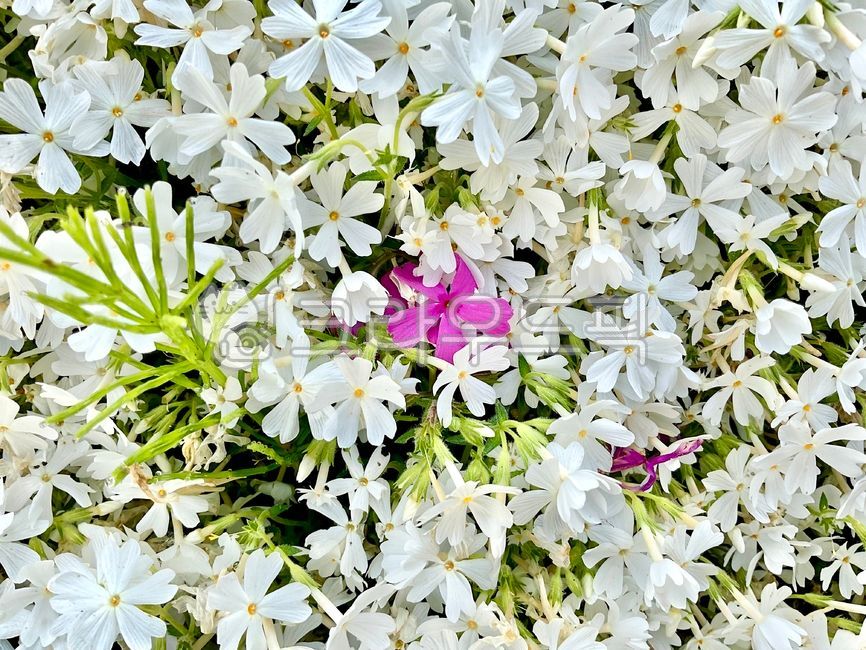 잔디꽃,잔디,lawn,flower,꽃,petal,꽃잎,white,pink