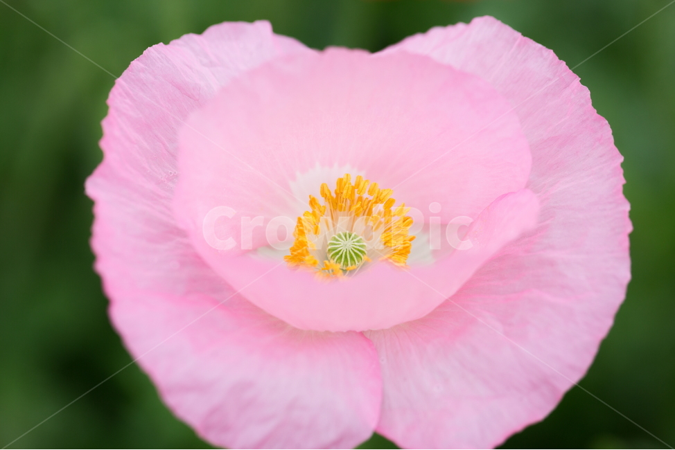 꽃,양귀비,빗방울,봄,붉은꽃,식물,자연,plants,nature,꽃,flower