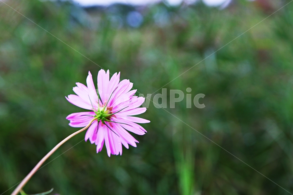 코스모스,꽃,꽃잎,들꽃,식물,가을꽃,가을,공원,자연,식물,자연,plants,nature,꽃,flower