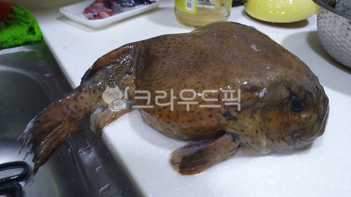 도치,생선,해양생물,어류,생물