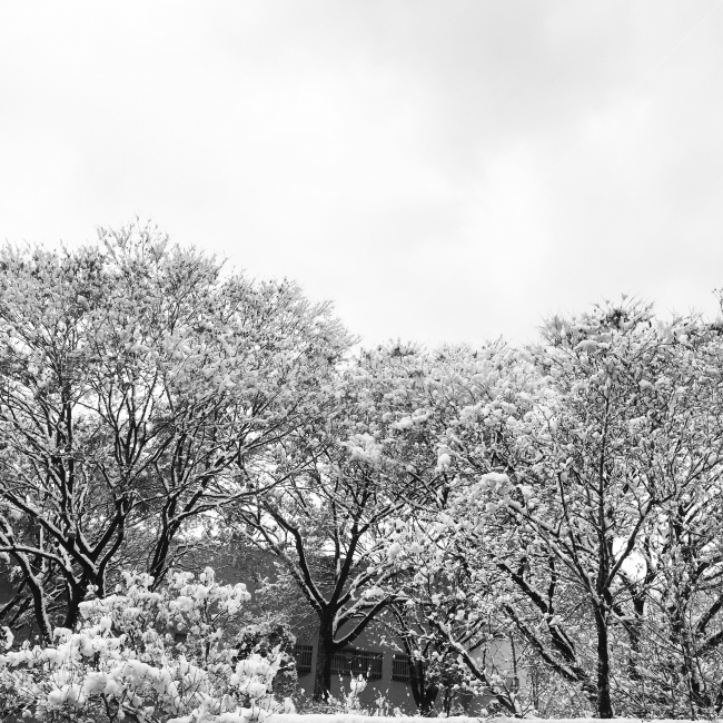눈,겨울,나무,흑백,배경화면,winter,snow,나뭇가지,배경,감성,하얀,겨울나무,자연,풍경,nature,landscape,겨울,계절,winter,season,흑백,모노톤,monochrome,black and white,outdoors,옥외,frost,서리