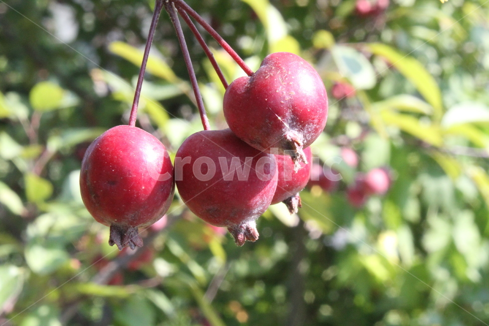 꽃사과,사과,빨강,식물,농작물,식물,자연,plants,nature,과일,열매,fruit