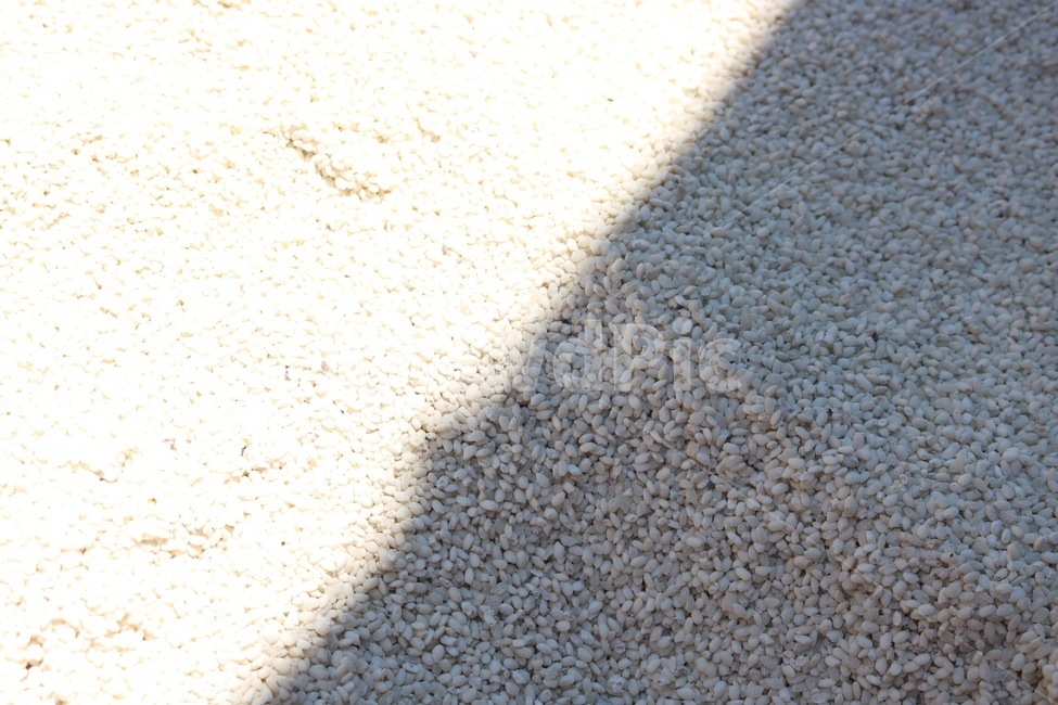 곡식,쌀,찹쌀,햇빛,그림자,grains,kokumotsu,rice,kome,glutinousrice,motsugome,sunlight,hizashi,shadow,kage,음식,식재료,요리,food,cook,meal,dishes,food reserves,곡류,곡식,cereals