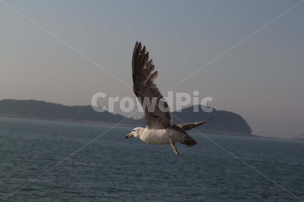 바다,조류,하늘,새,갈매기,동물,animal,조류,새,birds