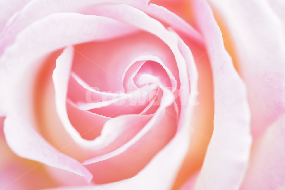 flower,꽃,rose,장미,plant,식물,핑크,식물,자연,plants,nature,꽃,flower