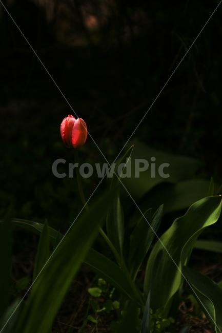 식물,꽃,튤립,한송이,빛,Tulip,식물,자연,plants,nature,감성,sensible,feeling,봄,계절,spring,season,꽃,flower,plant,blossom